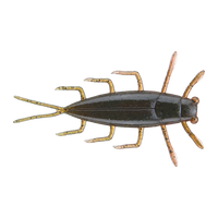 Evergreen Geezy - Tiny Crawdad