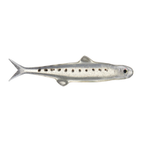 Evergreen Last Ace 75mm - Ice Fish
