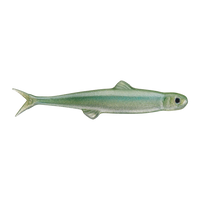 Evergreen Last Ace 75mm - #156 Reservoir Fry